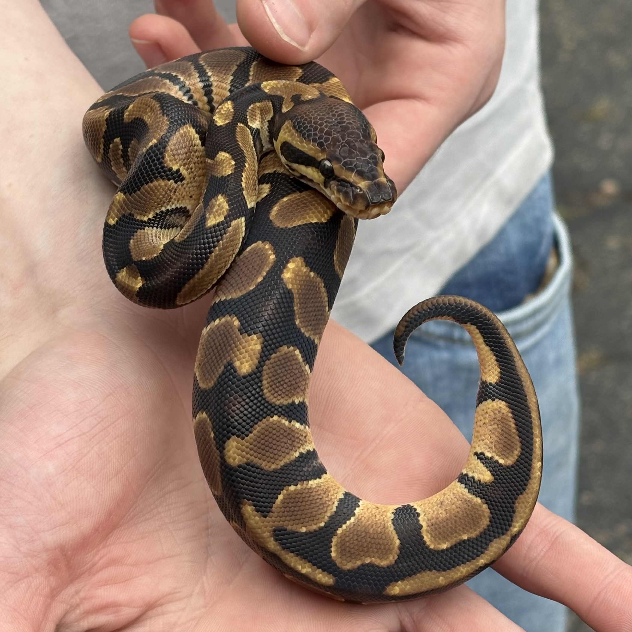 Python regius 'Normal Ball Python' Male #2
